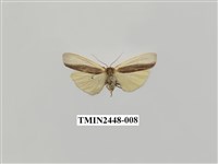 藏品(雙分苔蛾)的圖片